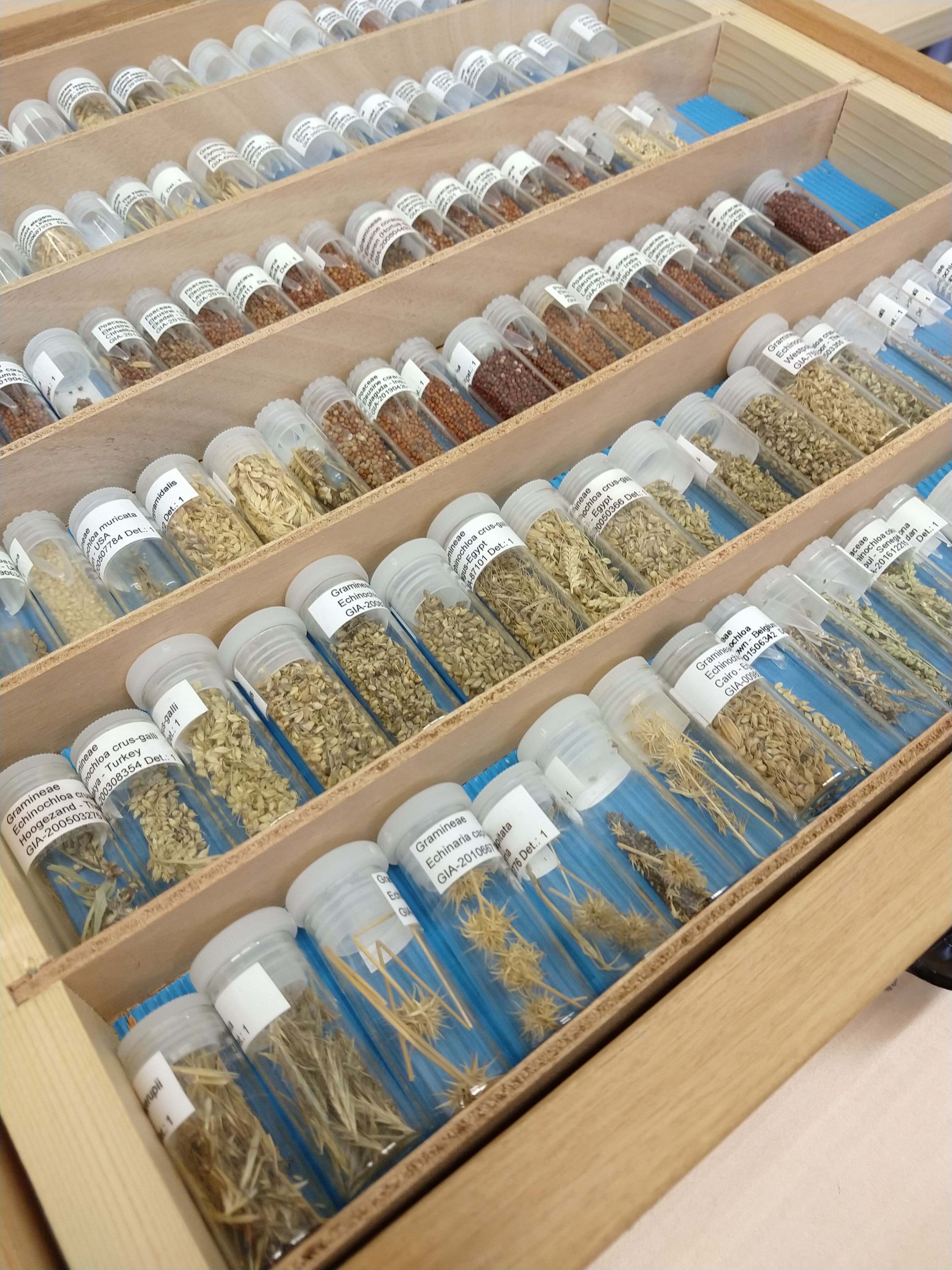 Endlich wieder in Präsenz: Archäobotanisch-ethnologischer Workshop zur Hirse an der Universität Groningen