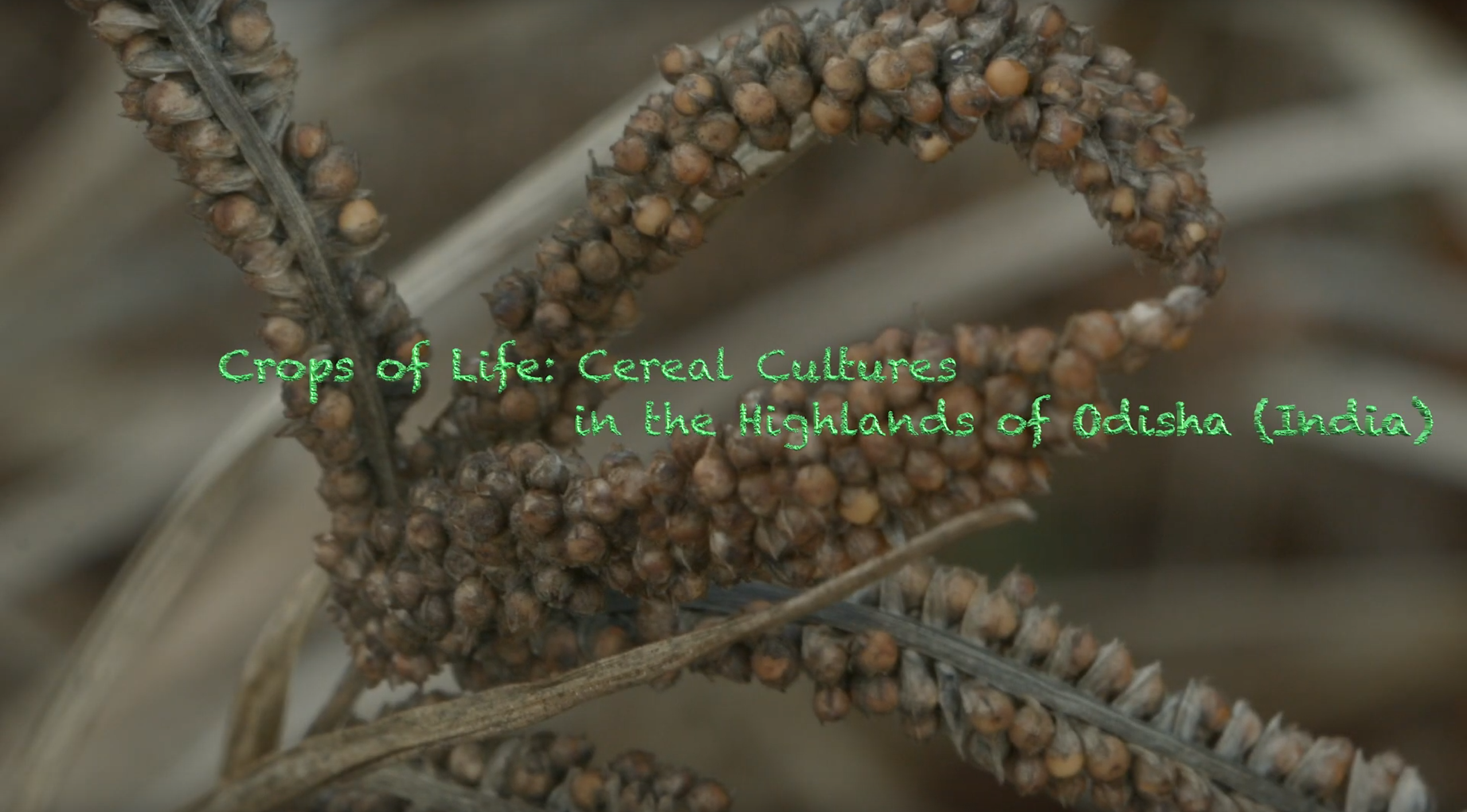 Crops of Life: Cereal Cultures in the Highlands of Odisha (India)