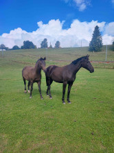 Teamsitzung und Exkursion im Projekt „Global Pastures“
