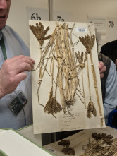 Workshop: Cereal Cultures — Exploring Past and Present Social and Economic Systems of Millet and Cereal Cultivation in India and Beyond